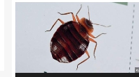 A bedbug panic has been sweeping in France