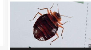 A bedbug panic has been sweeping in France