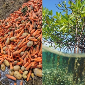 Food and mangroves also contribute to climate changes (Worldwildlife and Alistair Scot photos)