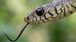 EXPLAINER: How to survive a snakebite - Critical dos and don'ts