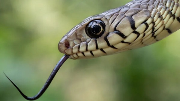 EXPLAINER: How to survive a snakebite - Critical dos and don'ts