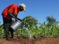 A young farmer watering his crop