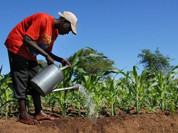 A young farmer watering his crop