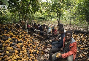Cocoa Farmers Breaking Pods