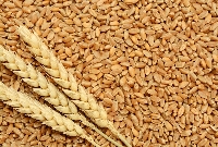 File photo of Wheat grains
