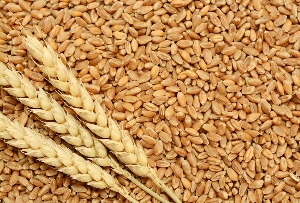 Fresh Wheat Crop