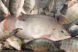 File photo of fresh tilapia File photo of fresh tilapia