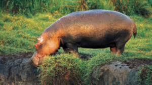 Virunga in eastern DR Congo is home to many mountain gorillas and over 1,000 hippos