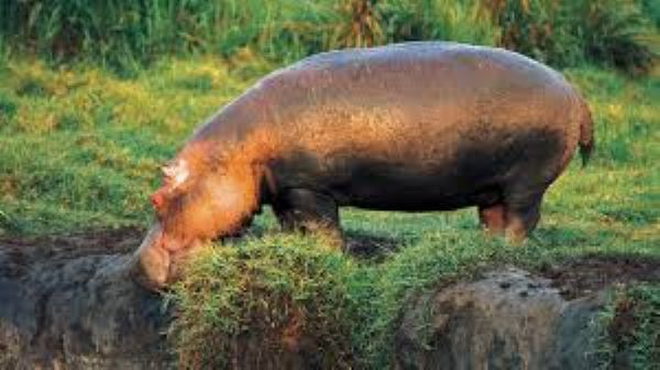 Virunga in eastern DR Congo is home to many mountain gorillas and over 1,000 hippos