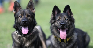 The German Shepherds are said to have been stolen along other State House properties
