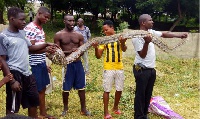 The brave youth with the dead 6 foot python