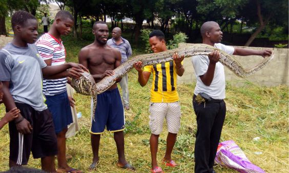 The brave youth with the dead 6 foot python