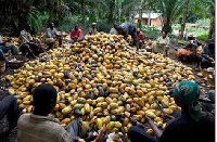 The Cocoa Sika Payment Platform would gradually push farmers onto the formal financial platform