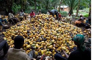 The Cocoa Sika Payment Platform would gradually push farmers onto the formal financial platform