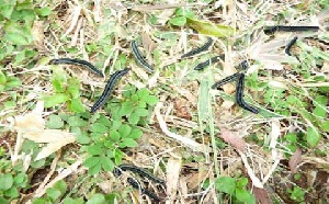Army Worms Harvesting