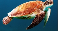 Nine people died and 78 others were hospitalized after eating sea turtle meat - Photo: pixabay.com