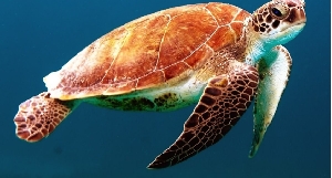 Turtle Zanzibar.png