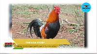 The cock is the main symbol of the Ada People