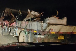 Accra Cows