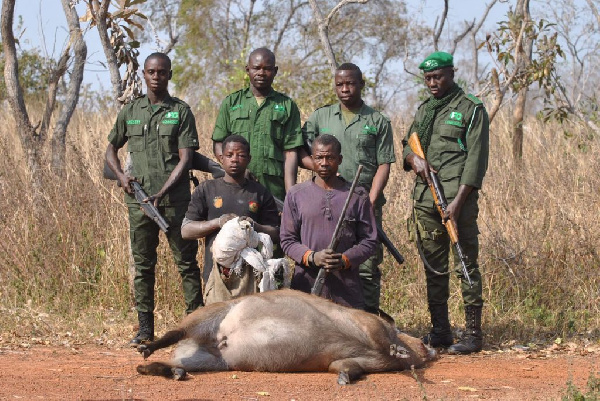 Two notorious poachers arrested in Mole National Park
