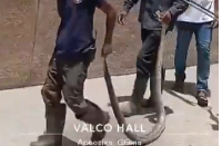 According to multiple online reports, the snake reportedly entered Valco Hall