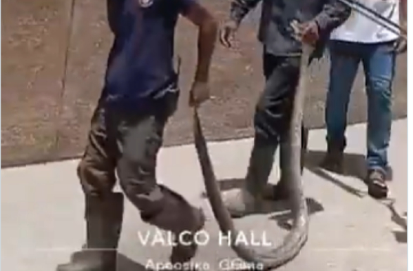 According to multiple online reports, the snake reportedly entered Valco Hall