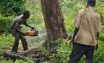 12 trees/plants protected by law against felling in Ghana