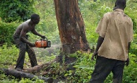 Felling of trees contribute to forest depletion