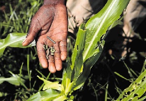 Fall Army worm destroyed a total of 18,000 hectares of farm crops last year