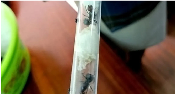 The authorities found the ants in test tubes stuffed with cotton wool