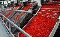 A tomato factory and cashew-processing factory is expected to reduce post-harvest losses