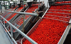 A tomato factory and cashew-processing factory is expected to reduce post-harvest losses