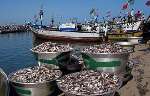 Endangered 'people's fish' flood EU market; deepening the plight of local fishers