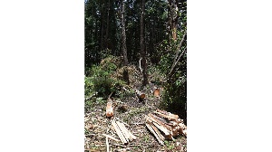 Felled trees in Sabor Forest in Elgeyo-Marakwet County in Kenya's Rift Valley FILE | NMG