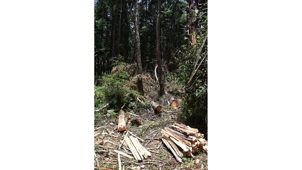 Felled trees in Sabor Forest in Elgeyo-Marakwet County in Kenya's Rift Valley FILE | NMG