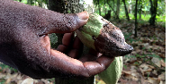 A cocoa farmer holds up a cocoa pod infected by black pod disease