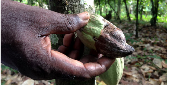A cocoa farmer holds up a cocoa pod infected by black pod disease