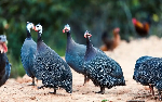 Guinea fowl subsector needs targeted policies – Professor Iddriss
