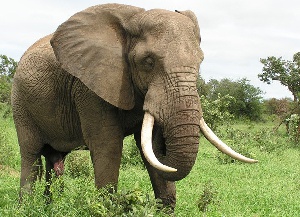 Elephant Kruger Tusk