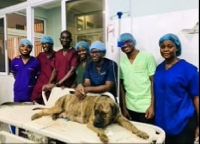 The medical students who successfully deliver puppies through caesarean section with the dog