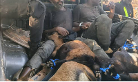 The thieves were kept in the police patrol vehicle with the stolen goats