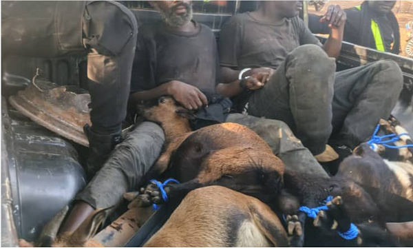 The thieves were kept in the police patrol vehicle with the stolen goats