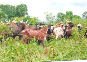Cattle Herdsmen