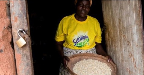 File photo of a woman carrying grains
