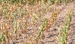 File photo of a maize farm treated with fertilizers