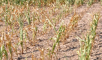 A maize farm which has been affected as a result of the dry spell