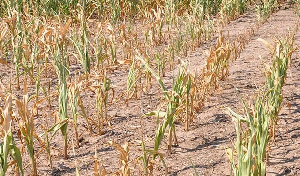 A maize farm which has been affected as a result of the dry spell