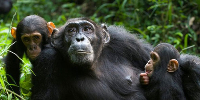 Chimpanzees in Uganda