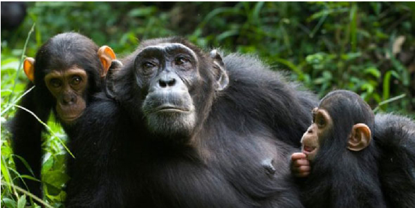 Chimpanzees in Uganda