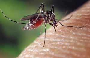 Dengue Fever Found